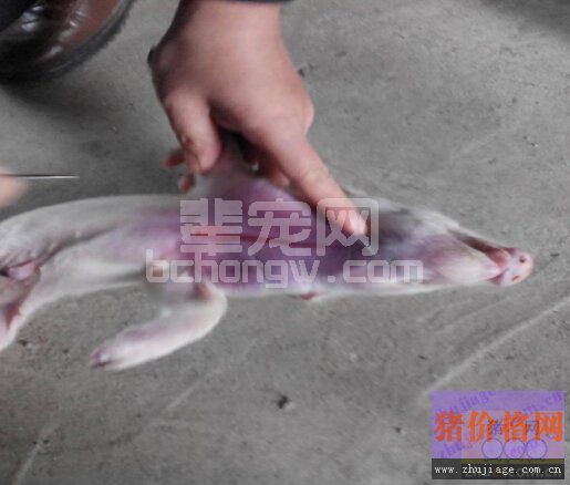 乳猪免疫抑制性血液自溶性疾病分析