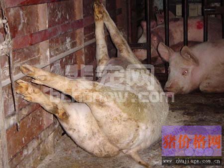猪圆环病毒母源抗体与疫苗抗体水平变化规律