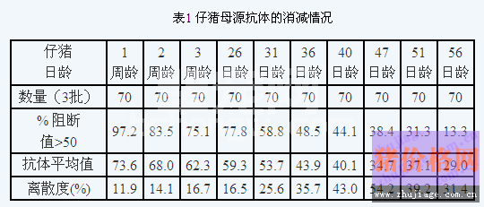 仔猪首次猪瘟疫苗免疫的时机问题探讨