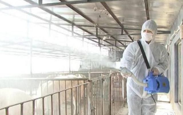 你的养猪场是如何做卫生防疫工作的？必须要有健全的防疫制度
