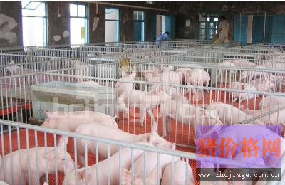 养猪场中不是所有的死亡都和疾病有关