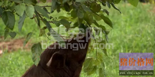 看不清脸的猪，藏着什么大秘密？