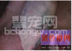 猪蓝耳病与副猪嗜血杆菌病混感的诊治措施