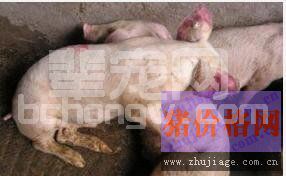 猪蓝耳病疫苗种类及详细介绍