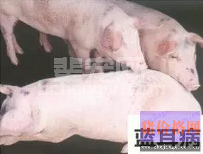 猪蓝耳病的临床症状及防控