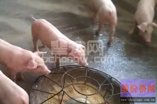 猪圆环病毒病治疗方案