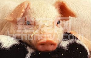 蓝耳病预警比控制更重要 养殖户要注意这些先兆