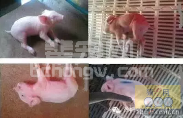 猪伪狂犬病临床结合实验室诊治经典案例