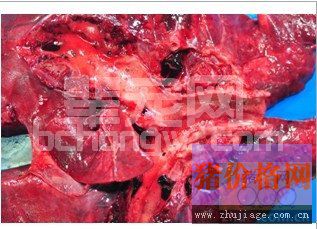 猪传染性胸膜肺炎的诊断与防控技术