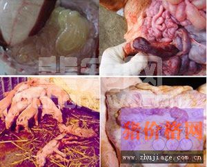 仔猪多发病原感染发病的病因及预防技术