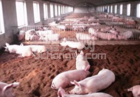 要想夏季养好猪，“三除”和“四防”少不了！