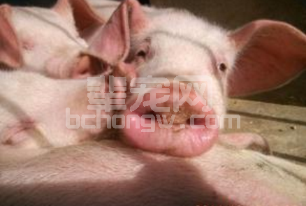 野菜虽然可以治疗猪病，但是喂的时候要注意这几个问题！