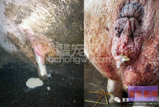 这样的母猪最容易得子宫内膜炎，你知道吗？