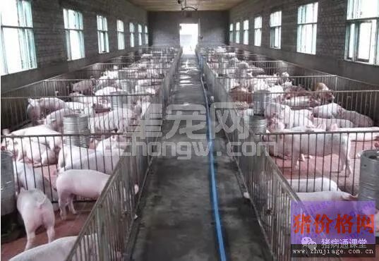 养猪场常备哪些药？养殖户一定要知道！