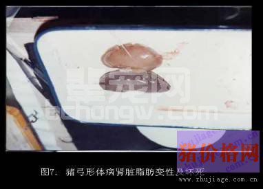母猪产死胎？不弄清楚原因很可能影响下一胎！