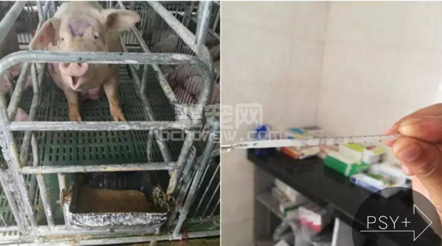 高温高湿季节母猪产后厌食症的深层次原因分析