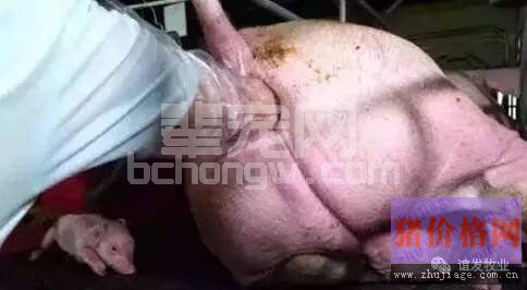 预防母猪难产的神奇方法，真是绝了！