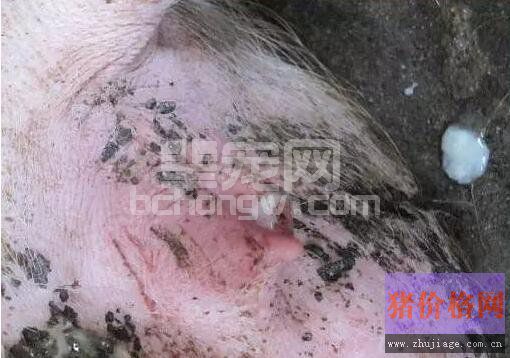 母猪子宫炎别急着淘汰，选对方法治疗才重要！