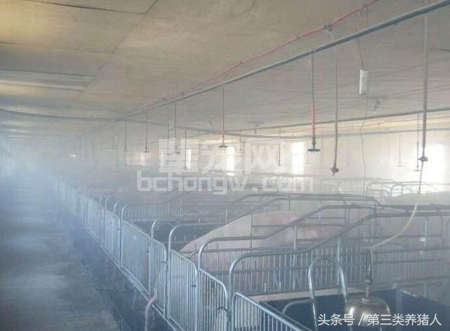 夏季高温会导致母猪难产情况增加，这些降温方法实用