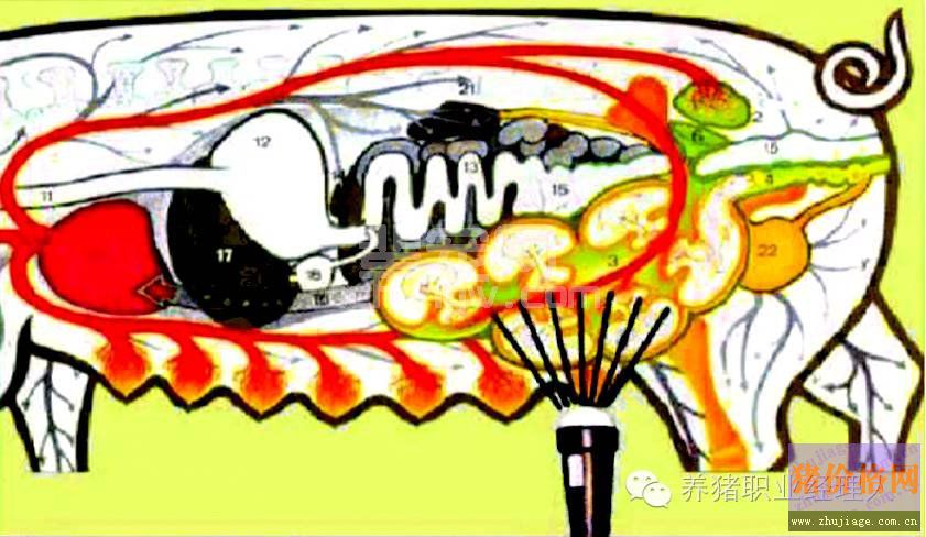 猪用B超在生产中的应用方案