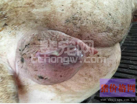 母猪产道炎症——这个“隐形杀手”要警惕！