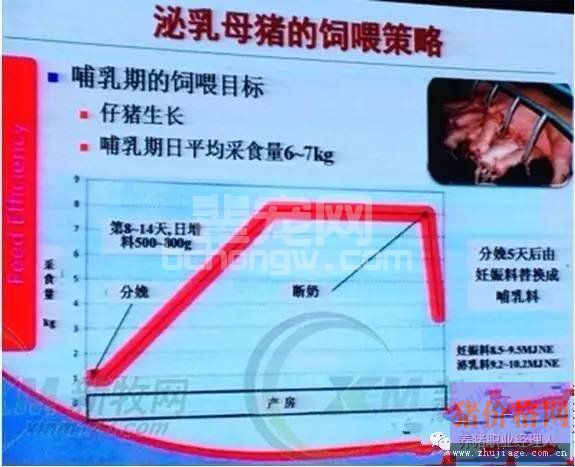 母猪断奶后乏情的综合防治措施