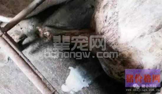 母猪子宫炎别急着淘汰，选对方法治疗才有效
