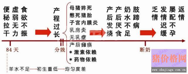 新生态兽医谈母猪分娩前后连环症，不看必悔！