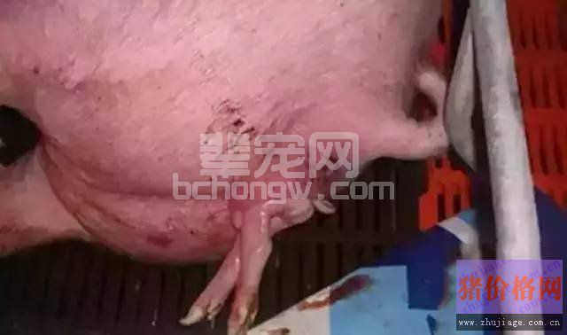 养母猪别动不动就助产