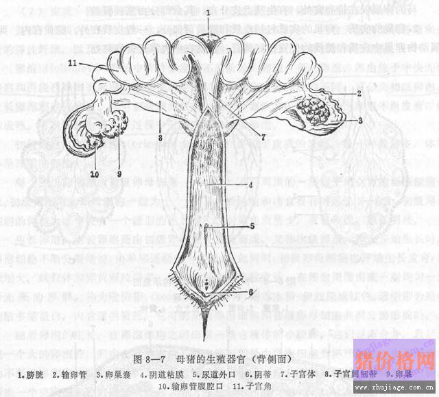 母猪的卵巢和子宫的奥秘，没有更全的！