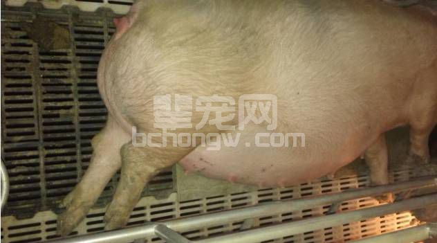 母猪产房乳猪拉稀，不再让你那么头疼