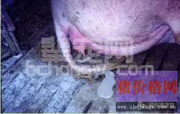 母猪妊娠不容易 产后消炎更重要！