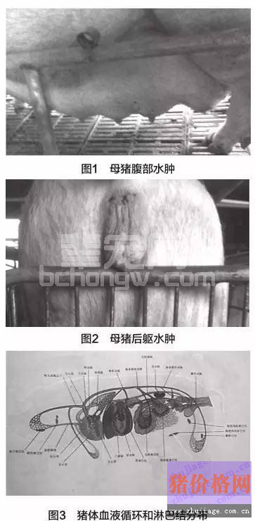 原来怀孕后期母猪水肿的原因是这样！