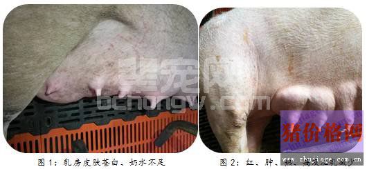 规模化养猪场产科疾病之乳房炎护理常识
