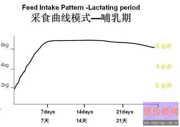 母猪分娩后采食量与断奶后发情间隔时间的关系