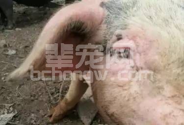 母猪繁殖障碍预警的五点口诀