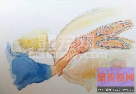 怎样给母猪助产？