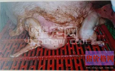 母猪产程中出现死胎需要注意的问题