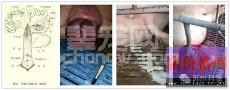 猪子宫内膜炎的病因分析及应对措施