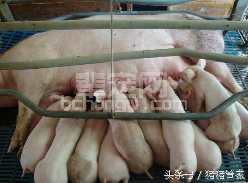 母猪产后的“月子”应该怎么管理？