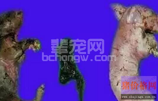 从营养和管理角度分析产死胎的原因分析及综合防治