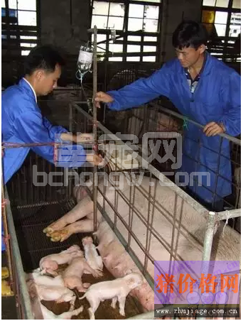 为什么要给产后母猪打点滴？