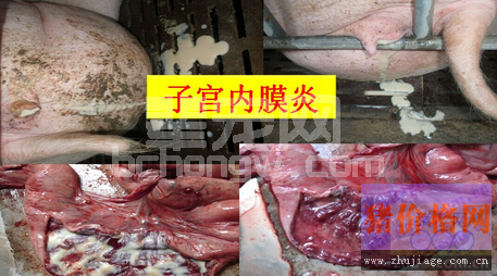 母猪产程过长的八大危害分析