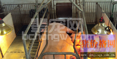 母猪人工助产的方法