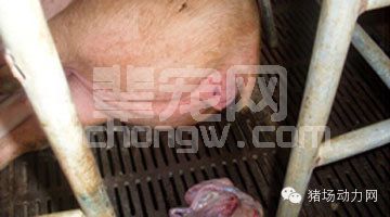 母猪助产使用缩宫素的危害分析