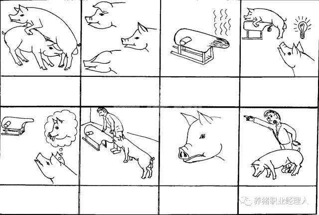 公猪站日常管理细则