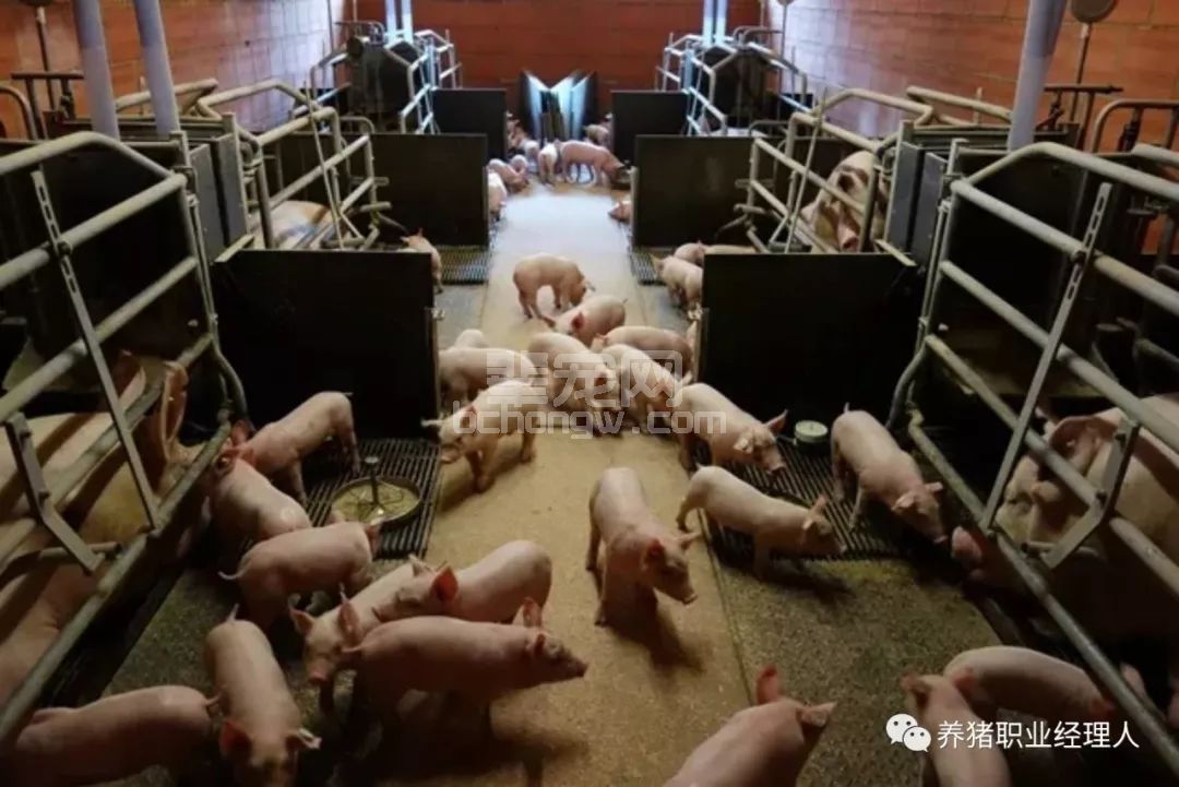 炎热夏季，如何才能避免断奶母猪一周内发情率大幅度下降?