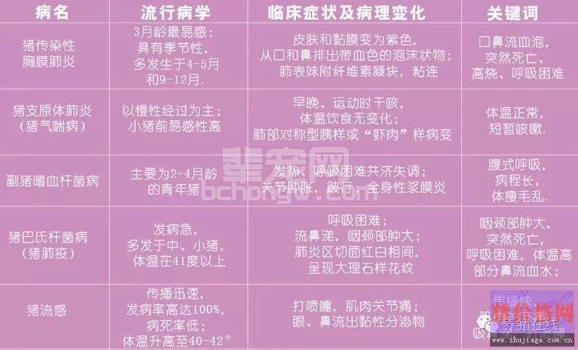 冬季猪咳喘反复难缠！要想根治必须考虑这4点