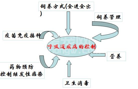 猪呼吸道疾病的防治策略，七点做到就没问题