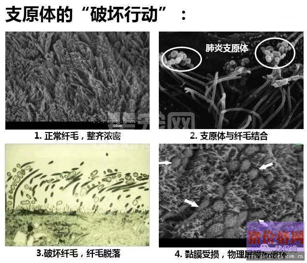 养猪场控制呼吸道必须净化此病，否则很难办！